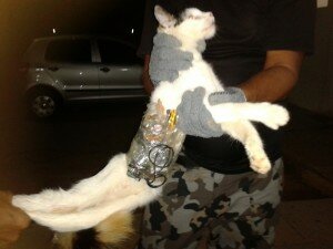 Cat used to smuggle phones and hacksaws
